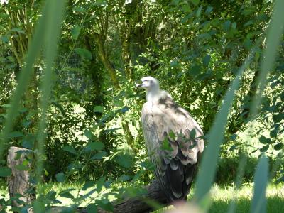 Vautour fauve - 2022