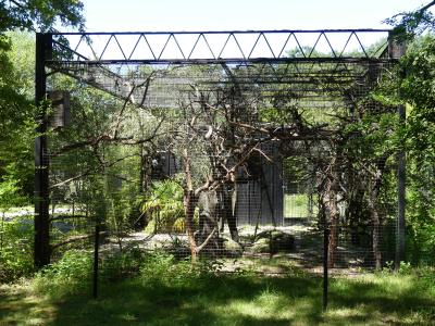 Gris du Gabon - 2022