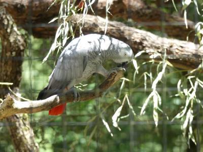 Gris du Gabon - 2022