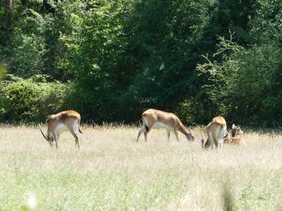 Cobe de Lechwe - 2022