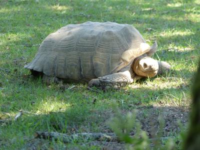 Tortue sillonnée - 2022
