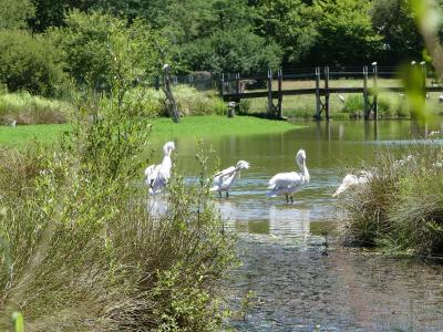 Pélican frisé - 2022