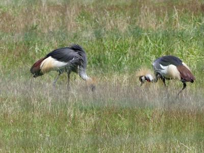 Grue couronnée - 2022