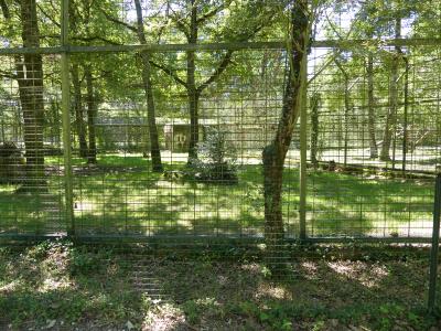 Tigre de Sumatra - 2022