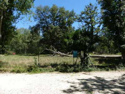 Loup de Mackenzie - 2022