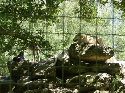 Loup de Mackenzie - 2022