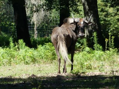 Gnou à queue blanche - 2022