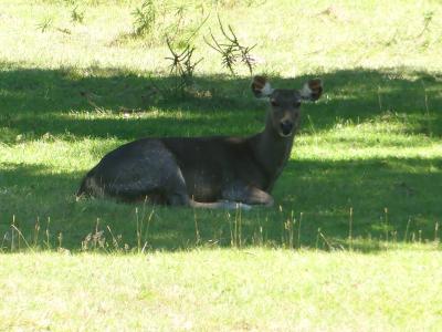 Cerf sambar - 2022
