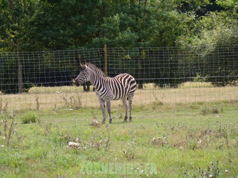 Zébre  de Grant - 2010