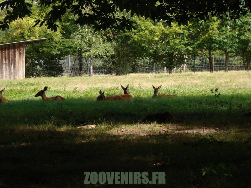 Cerf de Virginie - 2010