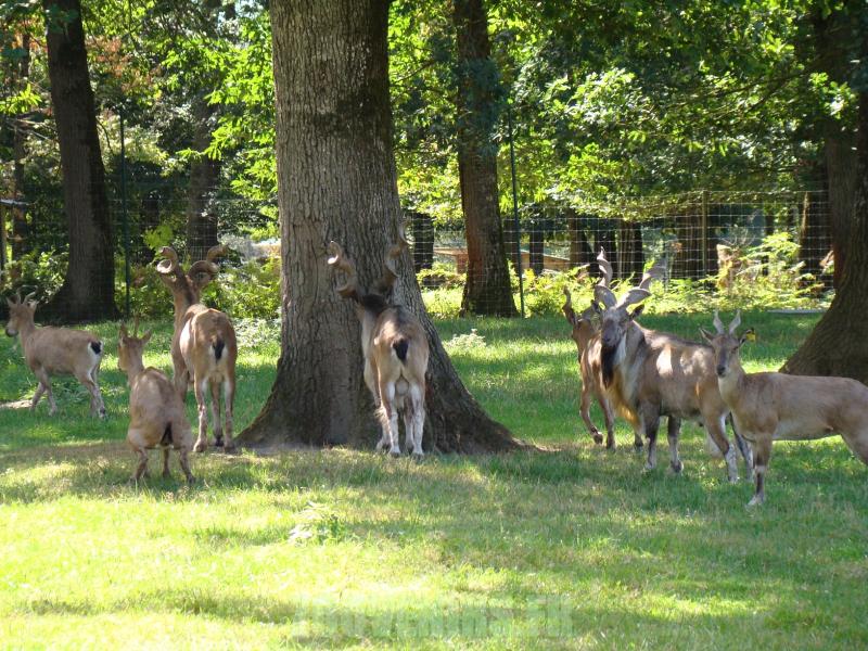 Markhor - 2010