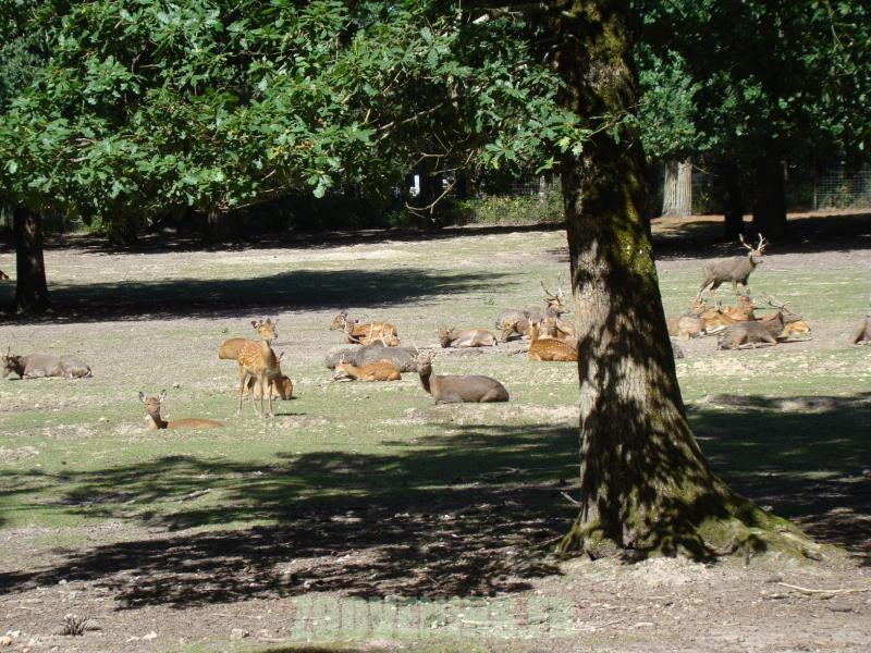 Cerf de Dybowski - 2010