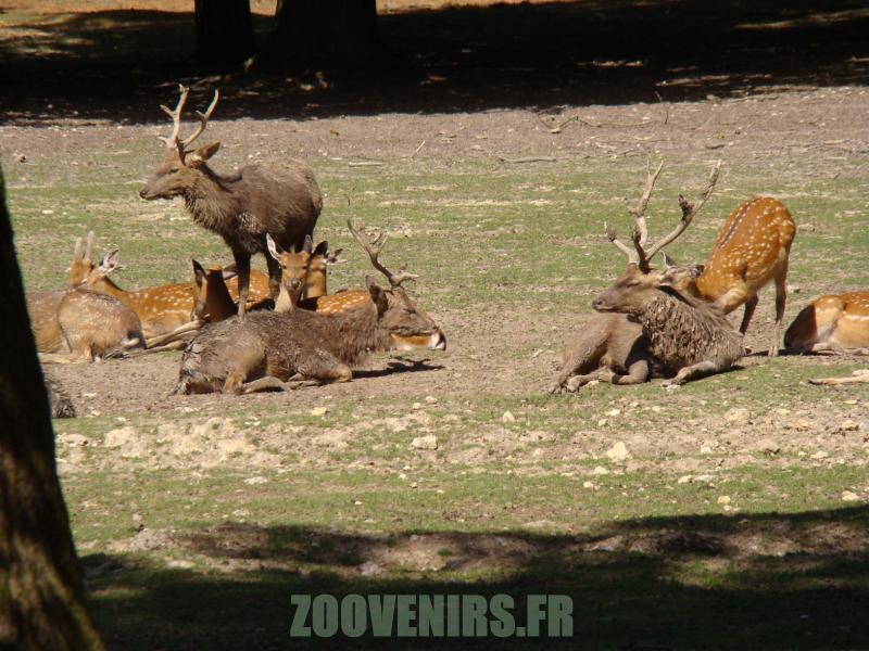 Cerf de Dybowski - 2010