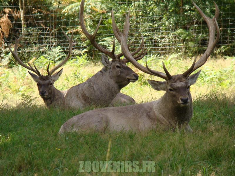 Cerf de Bactriane - 2010