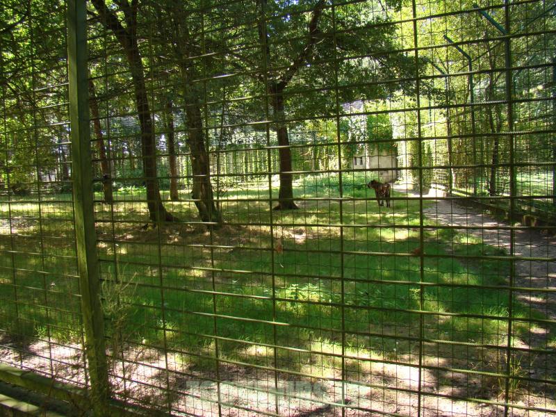 Tigre de Sumatra - 2010