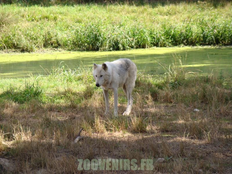 Loup de Mackenzie - 2010