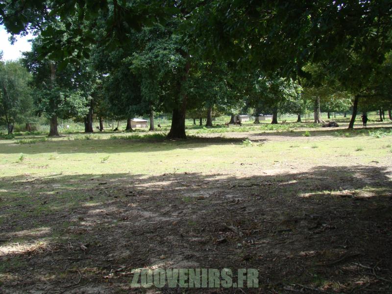 Gnou à queue blanche - 2010