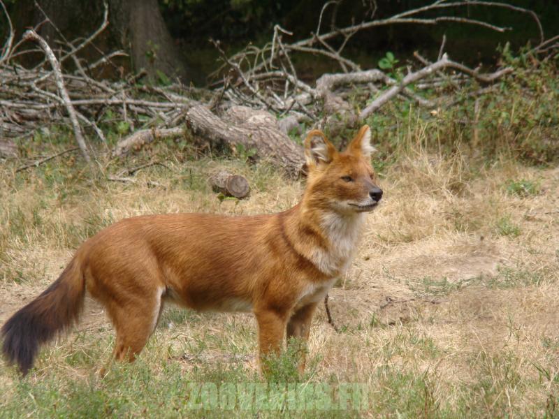 Dhole - 2010