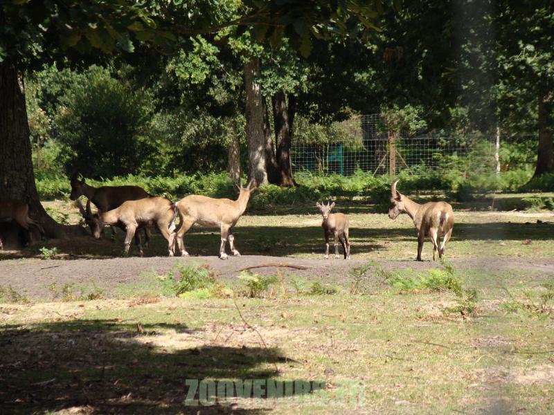 Bouquetin des Alpes - 2010