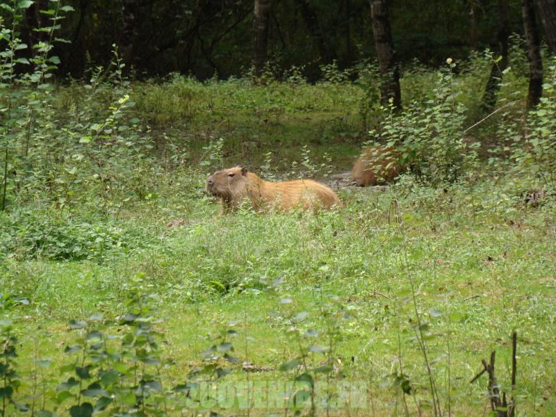 Capybara - 2010