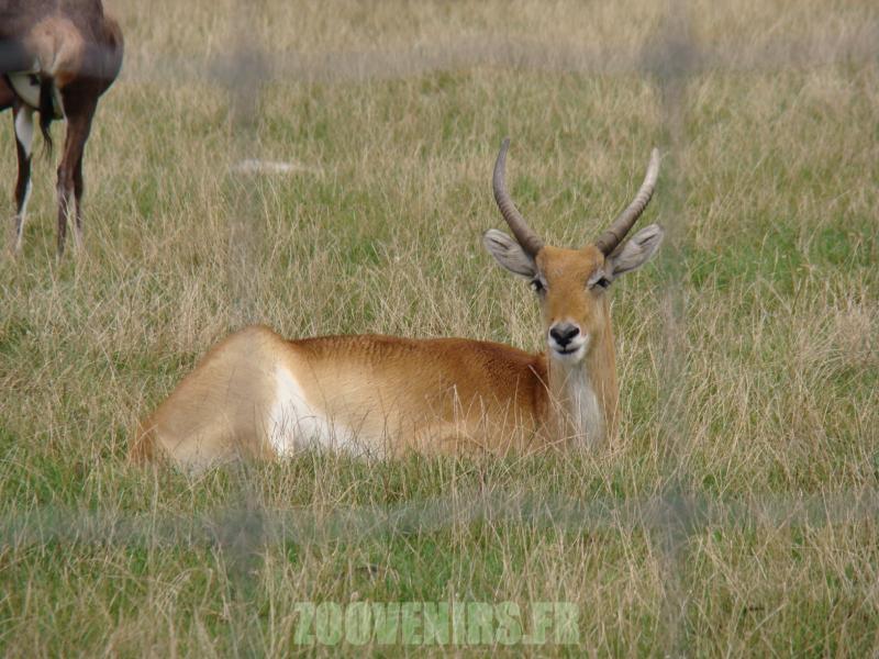 Cobe lechwe - 2010