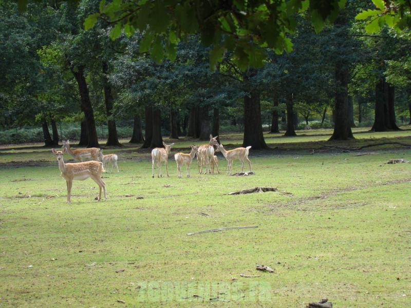 Daim de Mésopotamie - 2010