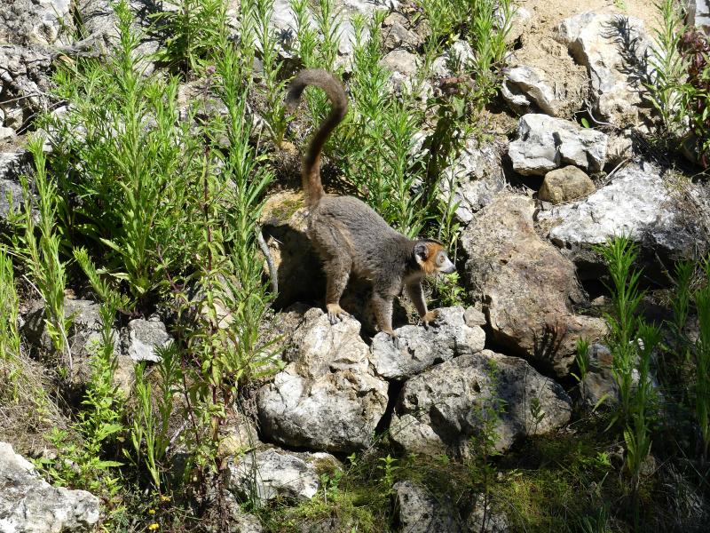 Lémur couronnée - 2022