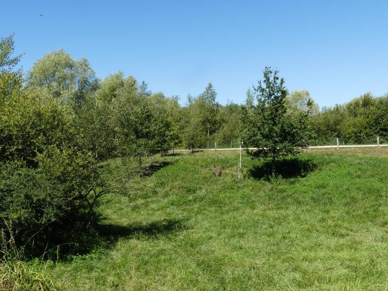 Wallaby de Bennett - 2022