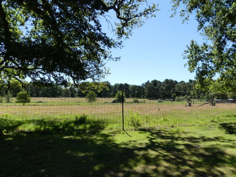 Sika du Japon - 2022