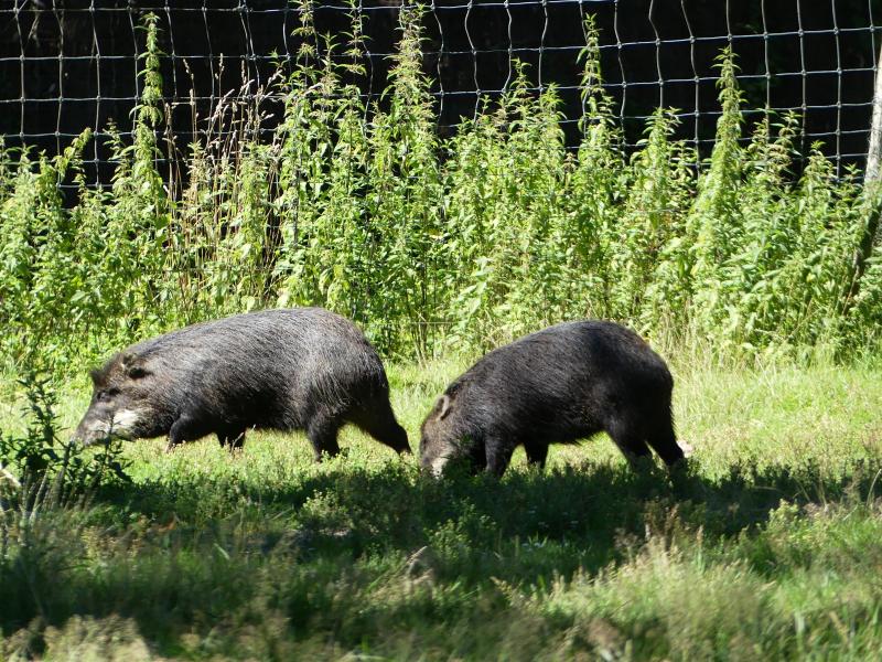 Pécari à lèvres blanches - 2022