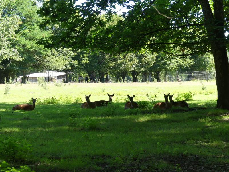 Sika du Japon - 2022