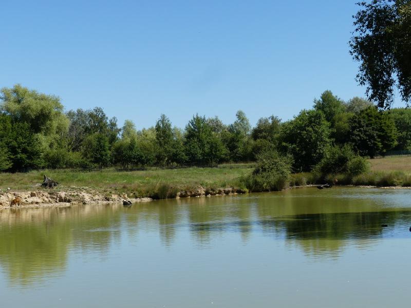 Muntjac indien - 2022