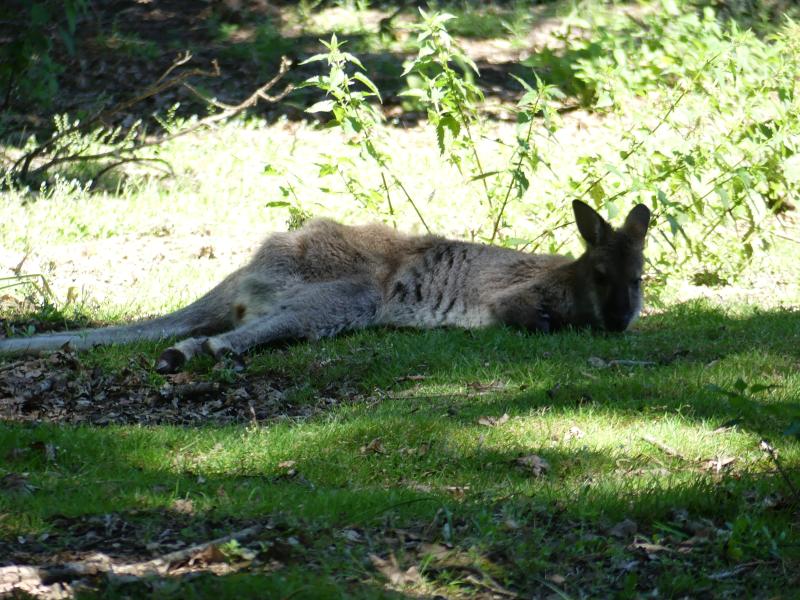 Kangourou roux - 2022