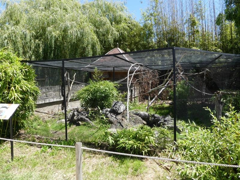 Tamarin empereur - 2022