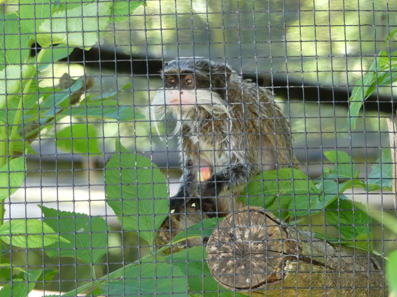 Tamarin empereur - 2022