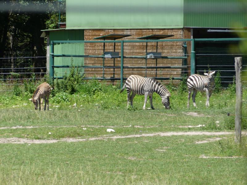 Zèbre de Grant - 2022