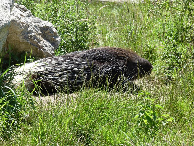 Porc epic à crète - 2022