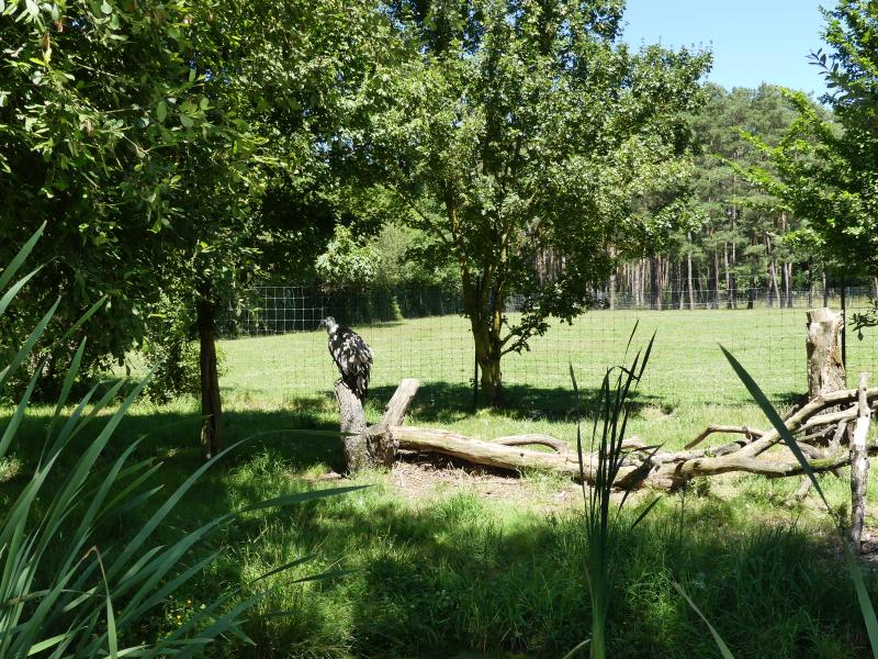 Vautour fauve - 2022