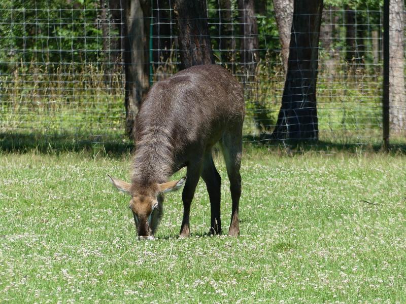 Cob à croissants - 2022