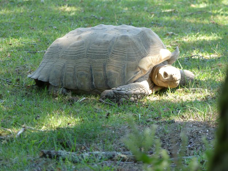 Tortue sillonnée - 2022