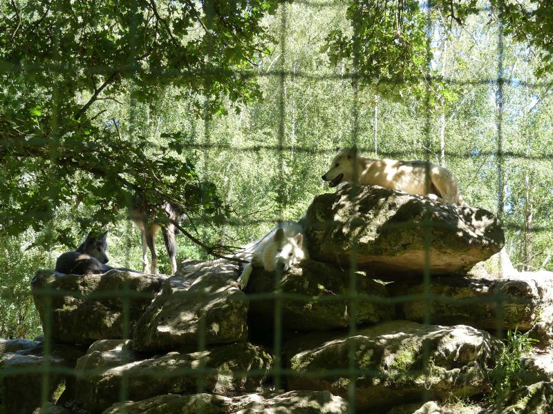 Loup de Mackenzie - 2022