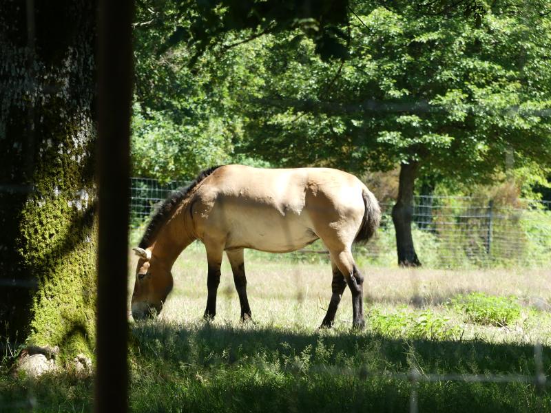 Cheval de Prezwalski - 2022