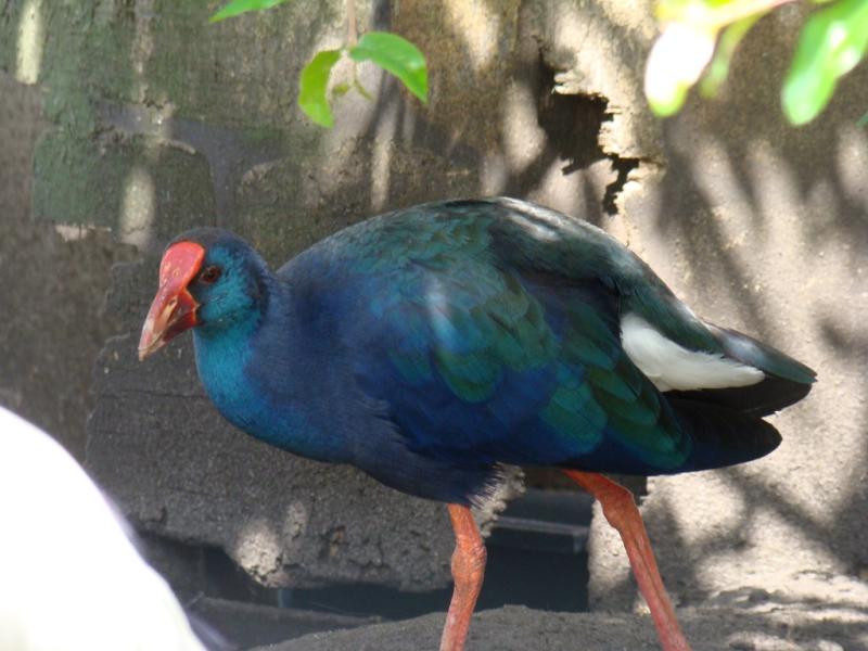 Talève sultane - 2008