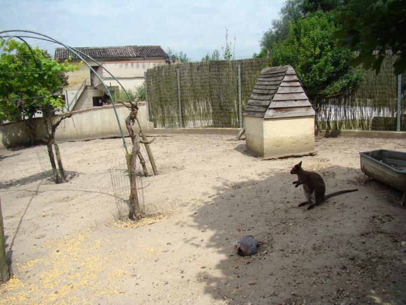 Wallaby de Bennett - 2008