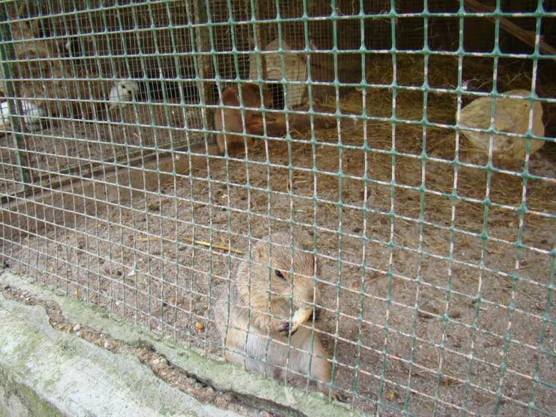 Chien de prairie - 2008