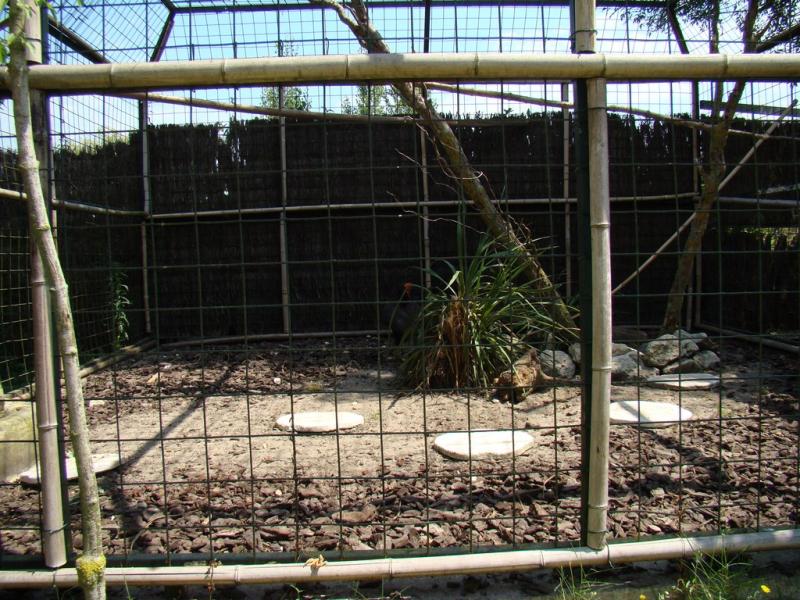 Calao terrestre - 2008