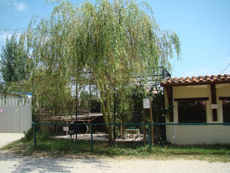 Chien viverrin - 2008