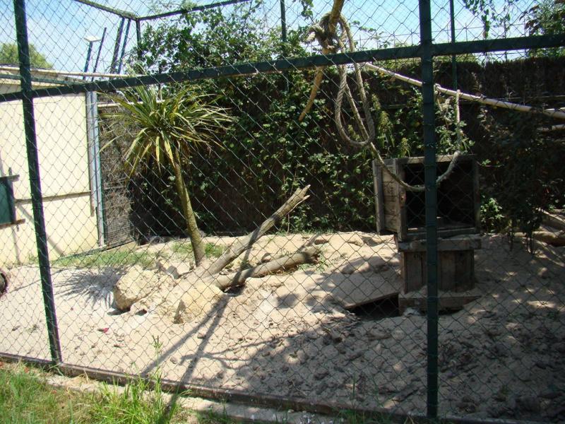 Renard polaire - 2008