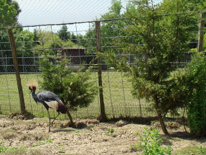 Grue couronnée - 2008