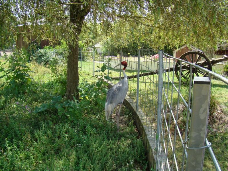 Grue antigone - 2008